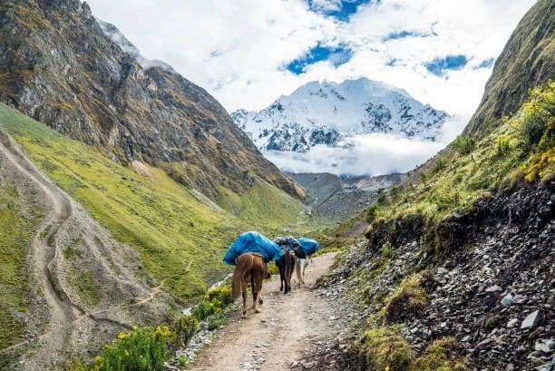 Tres animales de carga con provisiones caminan por un sendero a través de un valle de montaña verde hacia un pico nevado distante.