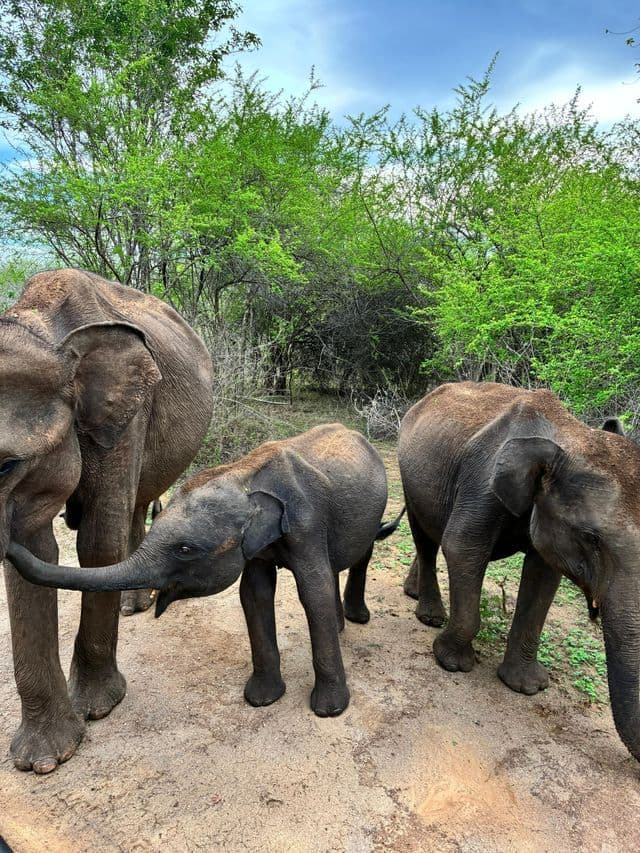 Un éléphanteau se tient entre deux éléphants adultes sur un chemin de terre entouré d'arbres verdoyants.