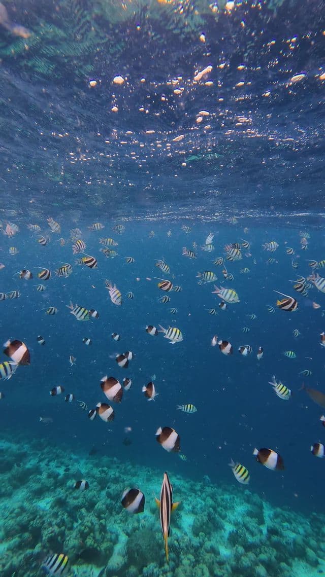 Une vue sous-marine d'un grand banc de poissons rayés nageant dans des eaux bleues claires au-dessus d'un récif corallien.