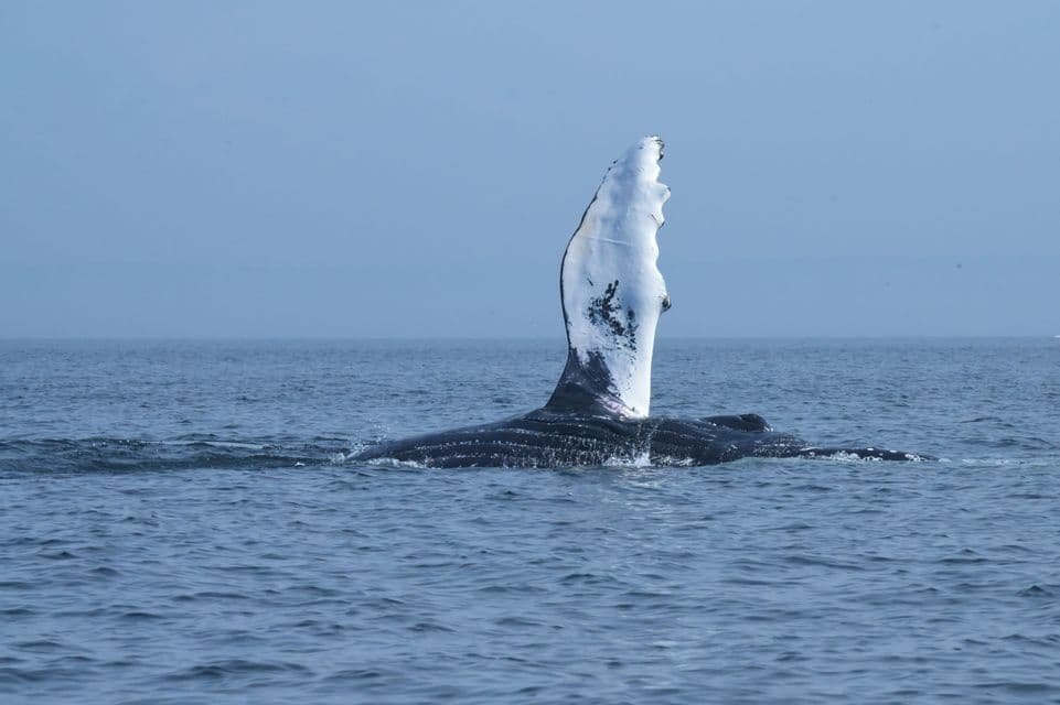 Una balena megattera solleva la sua grande pinna pettorale dalle calme acque blu dell'oceano.