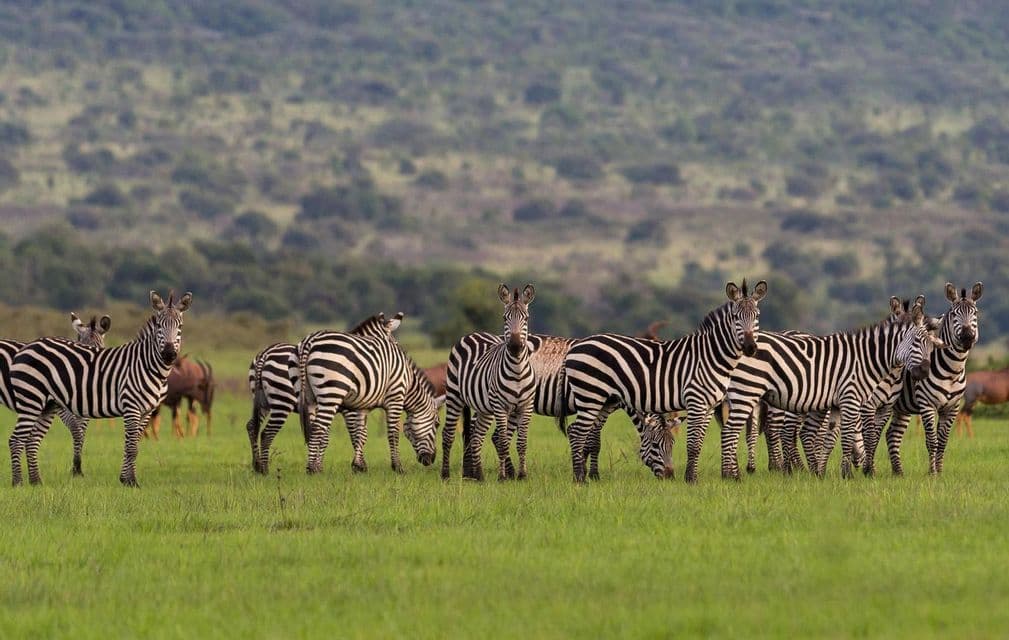 Un troupeau de zèbres se tient dans une savane verdoyante, avec des collines ondulantes couvertes d'arbres en arrière-plan.