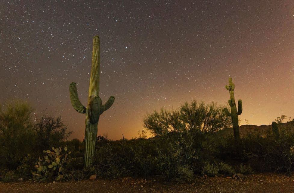 Zwei hohe Saguaro-Kakteen stehen in einer Wüstenlandschaft unter einem sternenklaren Nachthimmel.