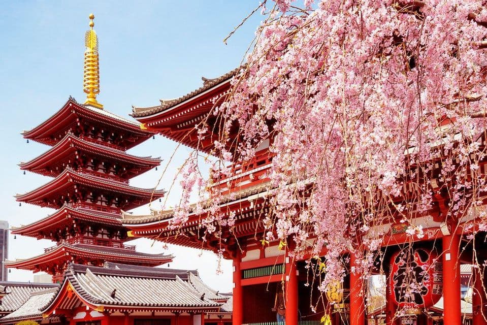 Una pagoda e un tempio giapponesi rossi a più piani sono parzialmente oscurati da rami di ciliegio rosa in fiore sotto un cielo azzurro e limpido.
