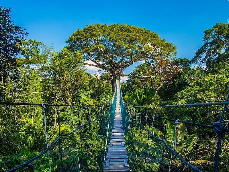 A long rope suspension bridge leads through a lush jungle canopy toward a large, wide tree under a clear blue sky.