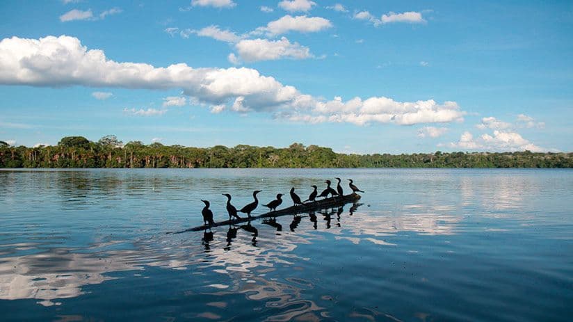 Silhouettes of several cormorants perched on a floating log on a calm lake with a distant forest under a blue sky.