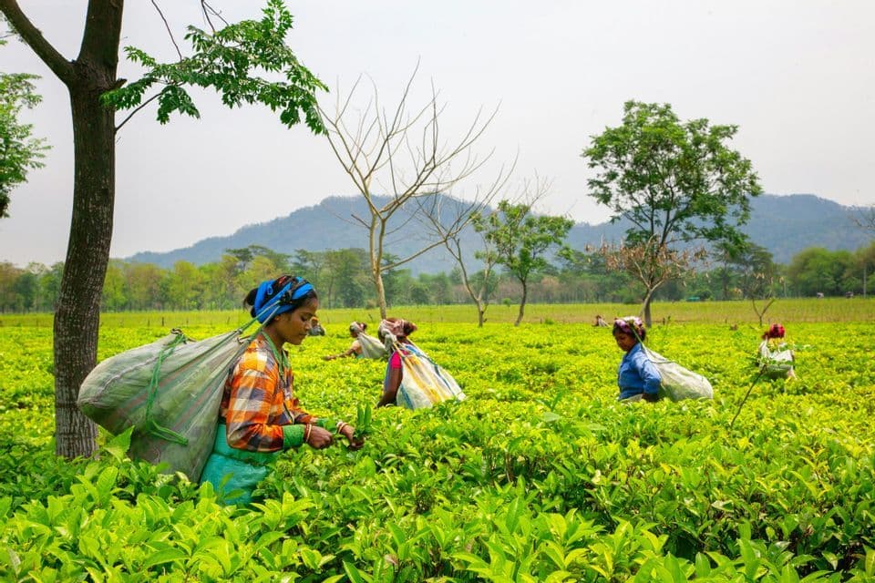 Diverse donne che raccolgono a mano foglie di tè in un'ampia piantagione verde con colline ondulate in lontananza.