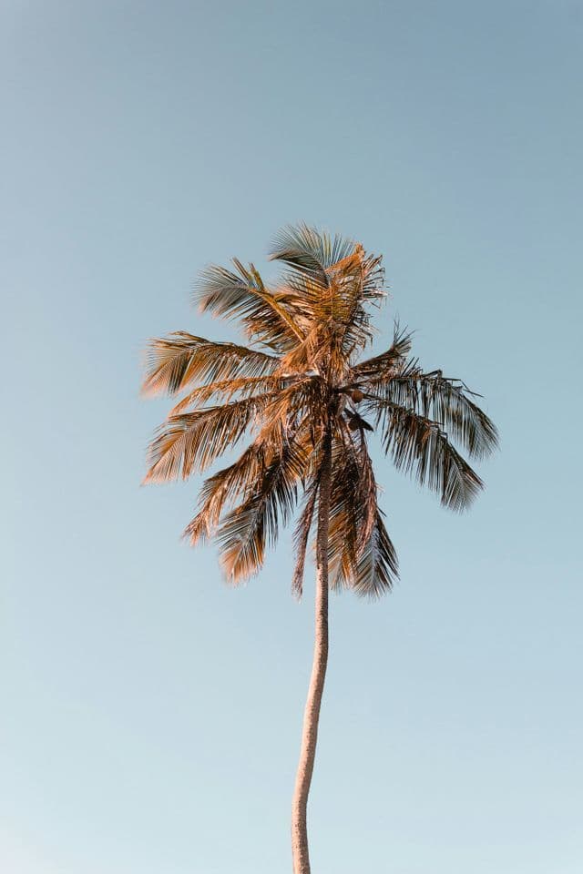 Una palma alta con fronde bruno-dorate si staglia contro un cielo limpido e azzurro chiaro, vista dal basso.