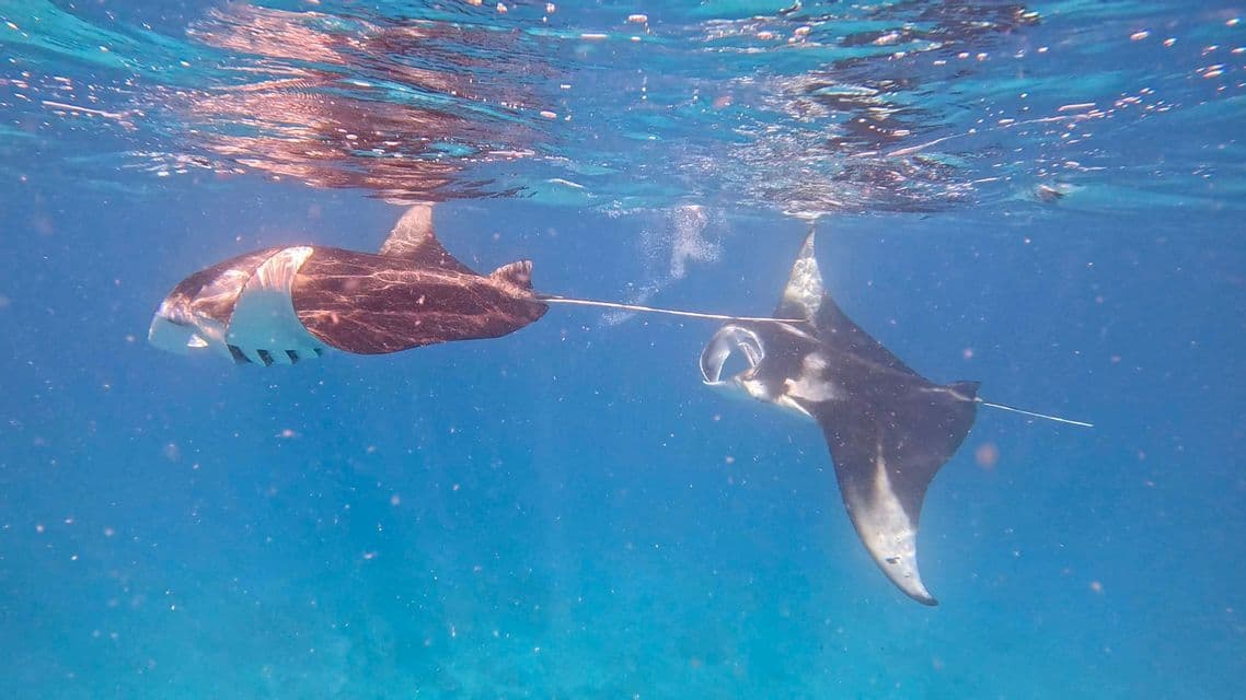 Deux raies manta nagent juste sous la surface dans les eaux claires et d'un bleu éclatant de l'océan.