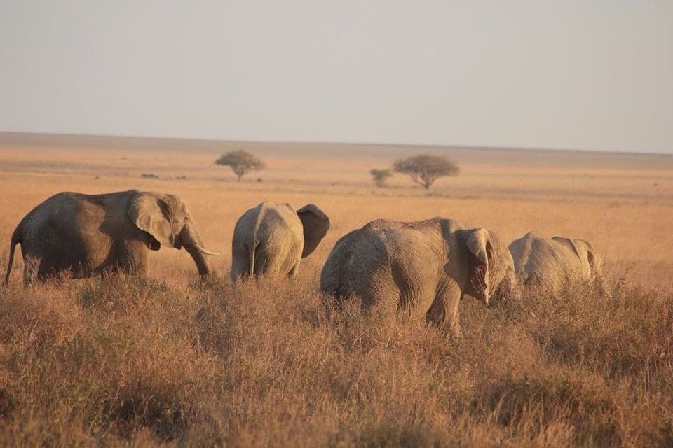 Un branco di quattro elefanti cammina tra l'erba alta e secca in una savana durante un tramonto dorato.