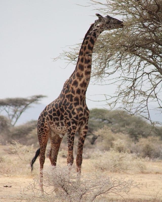 Una giraffa alta con il manto maculato allunga il collo per mangiare le foglie da un albero in una savana arida.