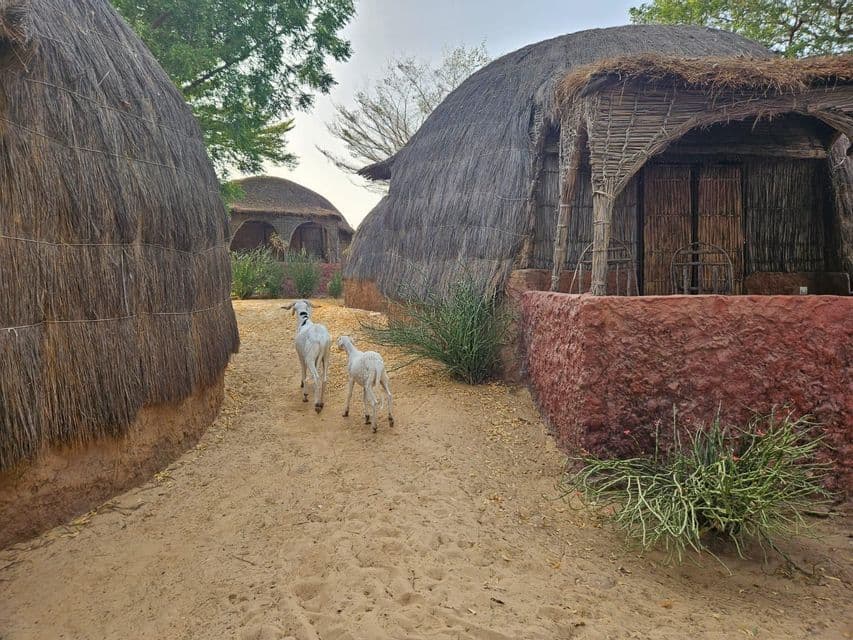 Dos cabras blancas, una grande y otra pequeña, se alejan por un sendero de arena entre chozas redondas tradicionales con techos de paja.