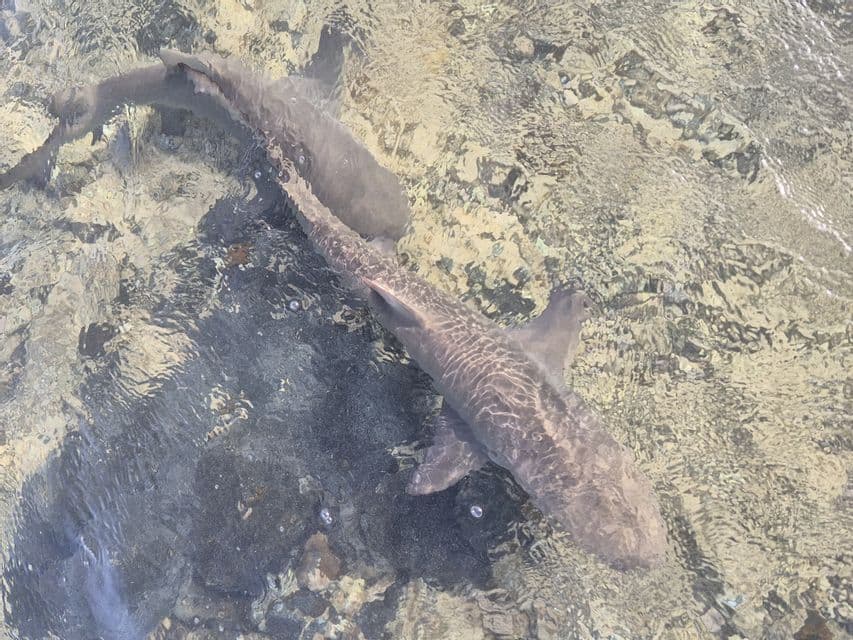 Two sharks seen from above swimming in clear, shallow water over a rocky bottom.