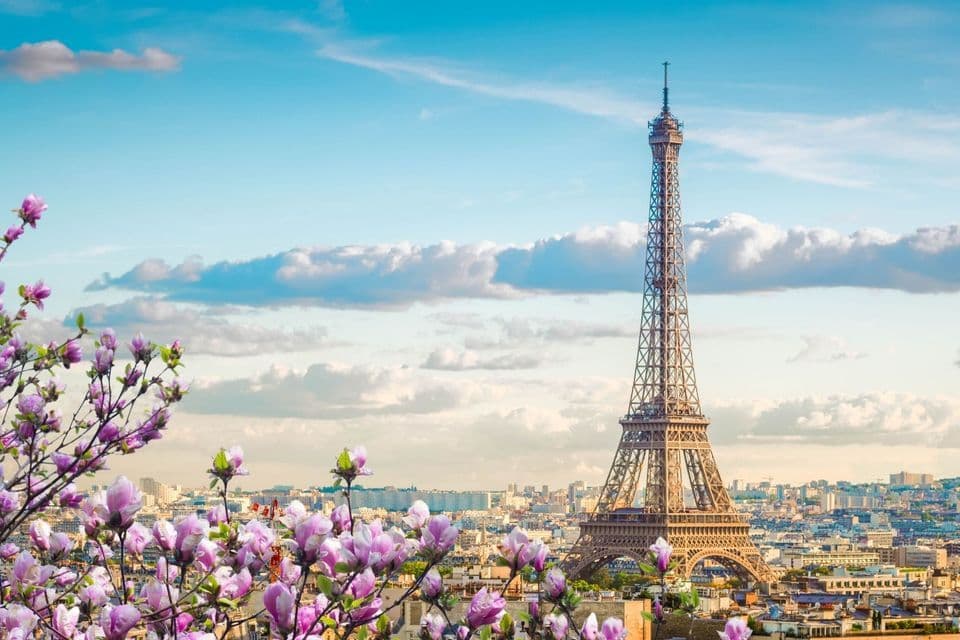 The Eiffel Tower overlooks the Paris skyline on a sunny day, with pink magnolia blossoms in the foreground.
