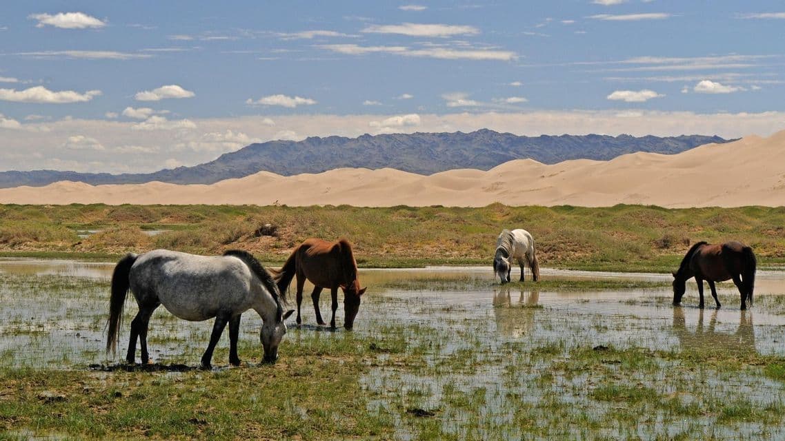Vier Pferde grasen und trinken Wasser auf einem sumpfigen Feld mit Sanddünen und fernen Bergen unter einem teils bewölkten Himmel.