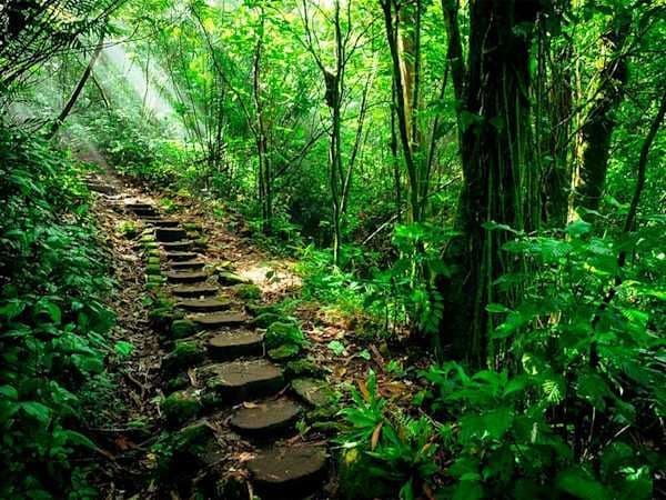 Un sentiero di gradini in pietra muschiosi si snoda su per una collina attraverso una lussureggiante foresta verde, con raggi di sole che filtrano attraverso la chioma.