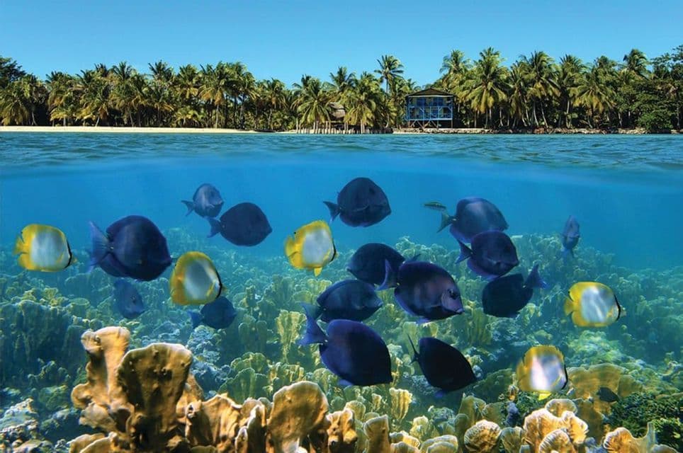 Una vista sdoppiata che mostra un banco di pesci blu e gialli nuotare sopra una barriera corallina, con un'isola tropicale e palme visibili sopra l'acqua.