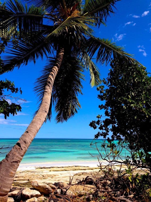 Un grand palmier au tronc courbé surplombe une plage de sable aux eaux turquoise sous un ciel bleu éclatant.