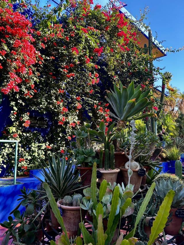 Buganvillas rojas trepan por una vibrante pared azul sobre una colección de cactus y suculentas en macetas en un jardín soleado.