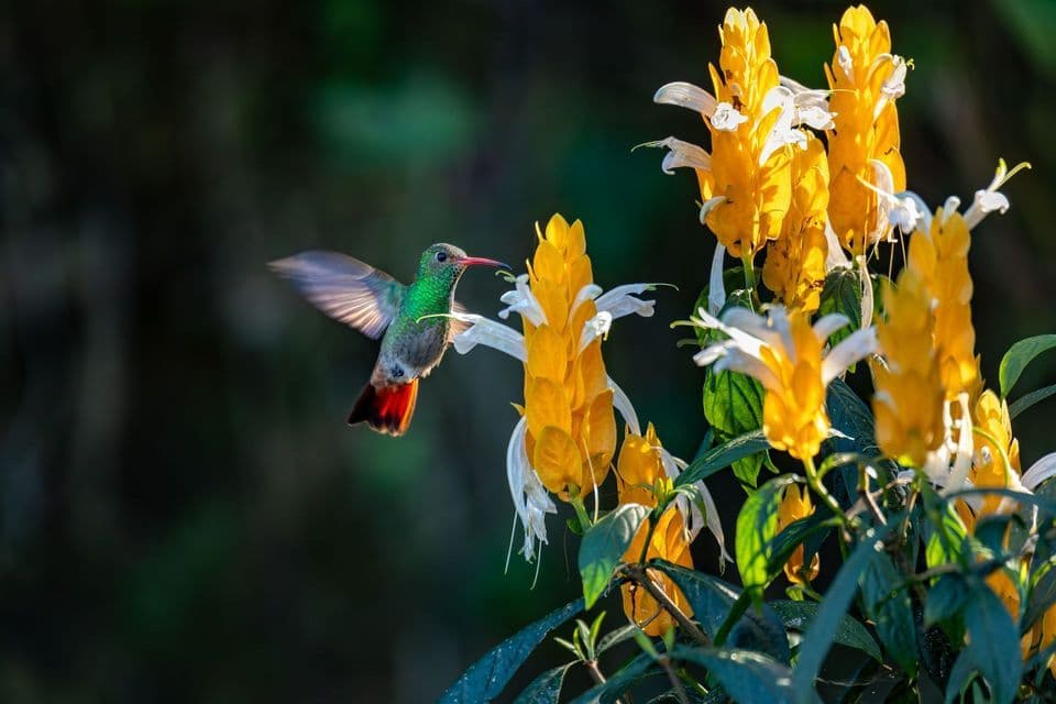Un colibrí verde y rojo revolotea junto a altas flores de color amarillo brillante y blanco.