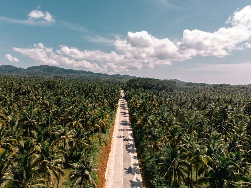 Veduta aerea di una strada rettilinea che taglia una vasta foresta di palme, con montagne all'orizzonte sotto un cielo nuvoloso.
