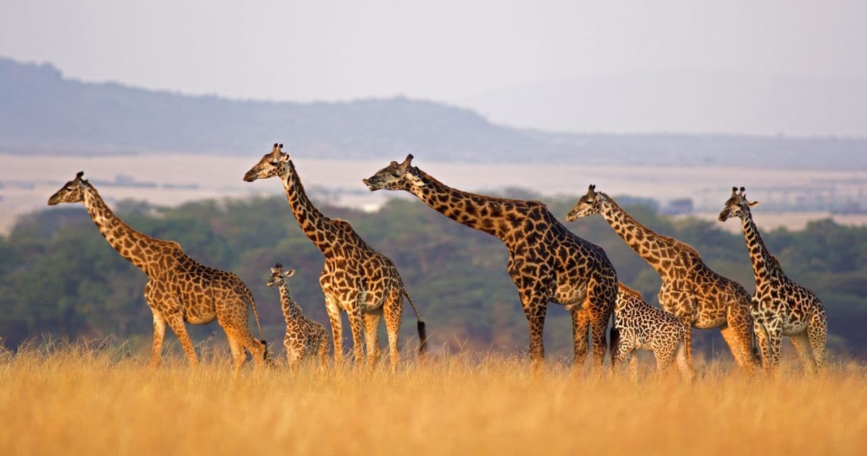 Un troupeau de girafes adultes et jeunes s'avance en file indienne dans les hautes herbes dorées de la savane, avec des collines brumeuses en arrière-plan.