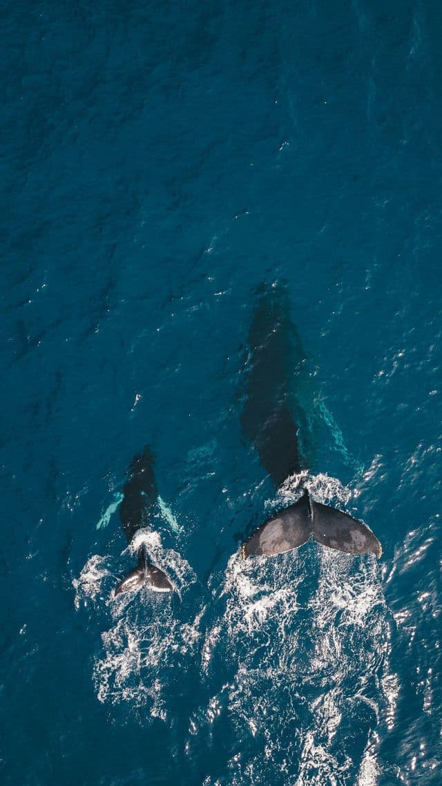 An aerial view of an adult whale and a calf swimming together in the deep blue ocean, their tails emerging from the water.