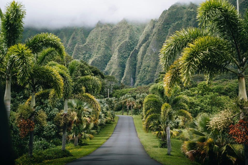 A paved road lined with lush palm trees leads towards a dramatic, green mountain range shrouded in low-hanging clouds.