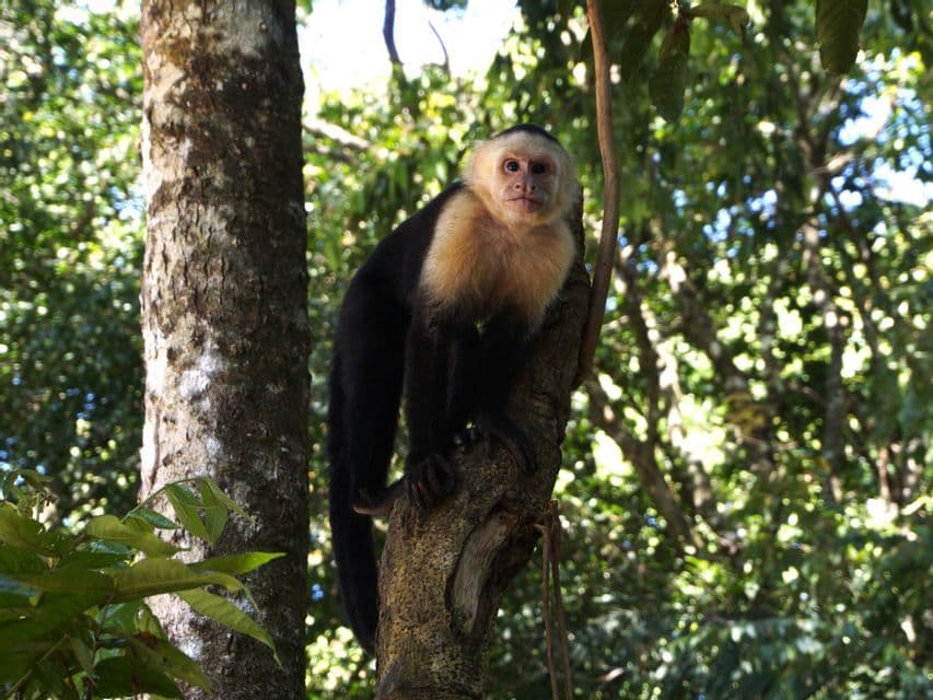 A white-headed capuchin monkey with black fur perches on a tree branch in a lush forest, looking directly at the camera.