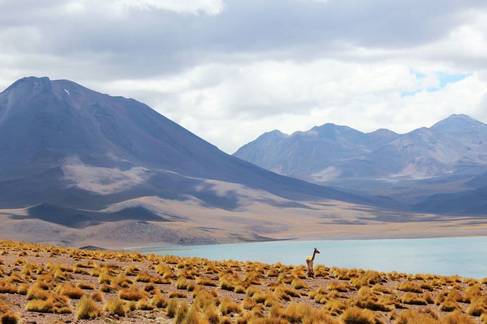 A lone vicuña stands on a grassy slope overlooking a turquoise lake, with a vast mountain range under a cloudy sky.