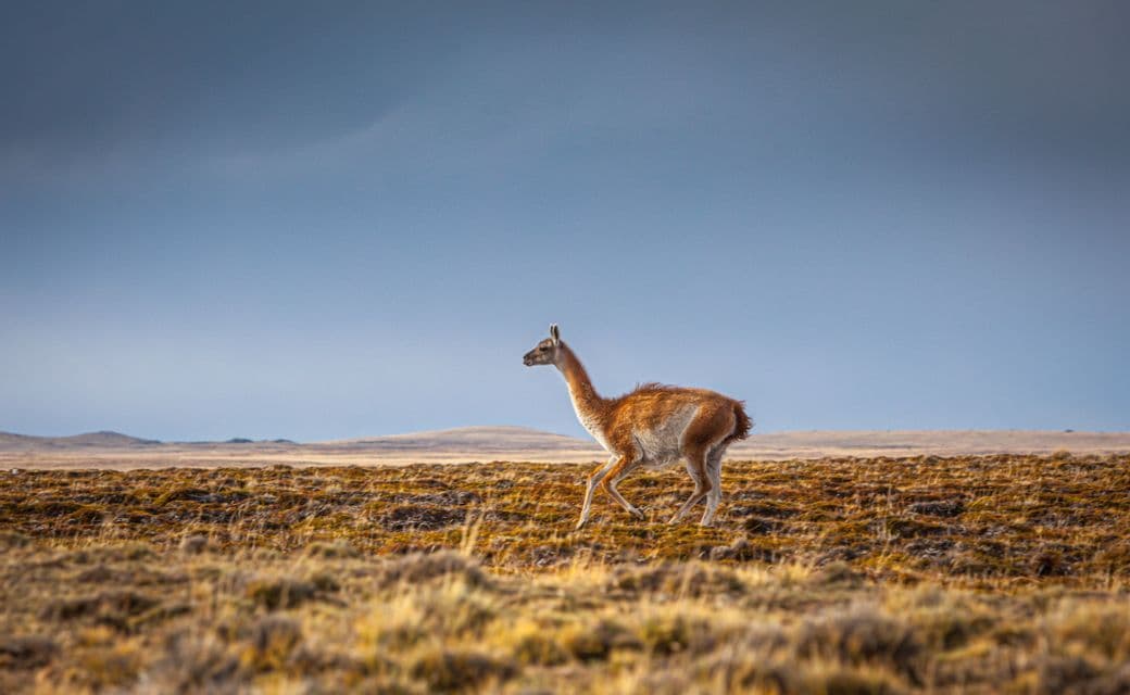 Un guanaco marrón y blanco camina por una llanura seca y herbosa bajo un cielo amplio y nublado.