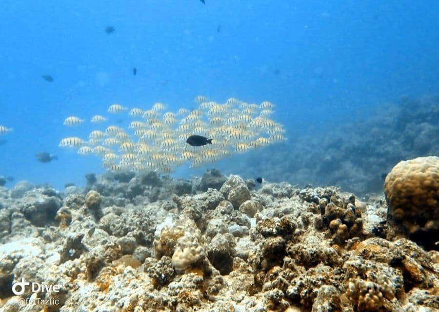 Vue sous-marine d'un grand banc de poissons rayés nageant au-dessus d'un récif corallien rocheux.