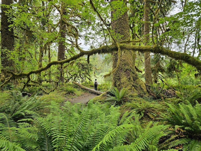 Una persona con uno zaino si trova su un sentiero in una foresta lussureggiante e verde, circondata da grandi alberi coperti di muschio e felci.