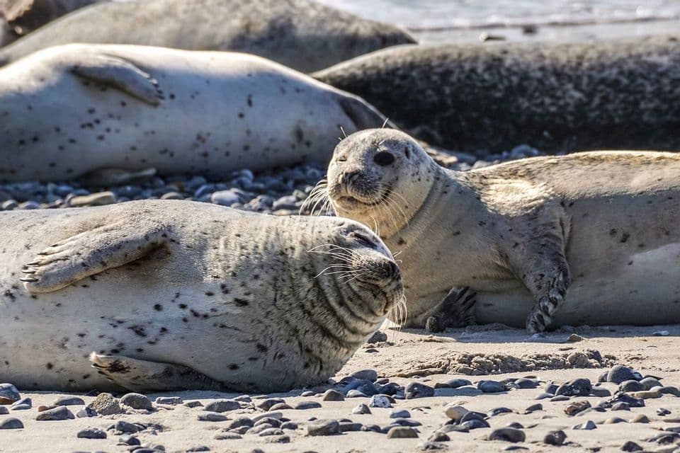 Mehrere gefleckte Seehunde liegen ruhend an einem Sandstrand, gemischt mit glatten, grauen Kieselsteinen.