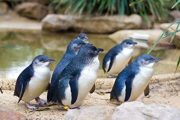A group of little blue penguins standing together on a sandy shore next to the water.