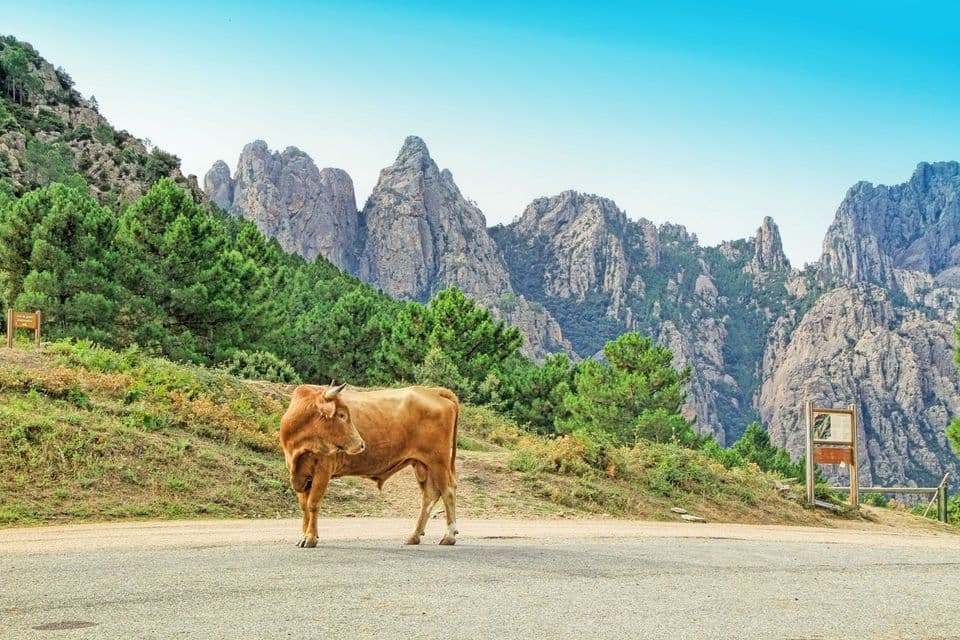 Eine hellbraune Kuh steht auf einer asphaltierten Straße vor einer Kulisse aus grünen Bäumen und hohen, zerklüfteten Bergen unter klarem blauem Himmel.