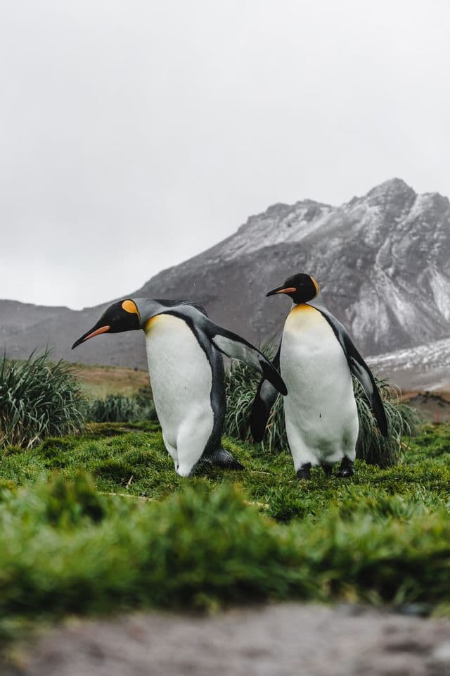 Two king penguins stand on a grassy hill, with a large, snow-dusted mountain visible behind them under a cloudy sky.