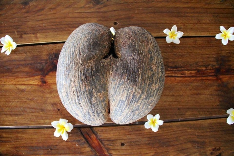 Draufsicht auf eine große Coco de Mer Nuss, umgeben von weißen und gelben Frangipani-Blüten auf einer Holzoberfläche.