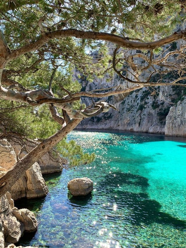 Un ramo di pino incornicia la vista di un'acqua turchese e assolata in una cala rocciosa.