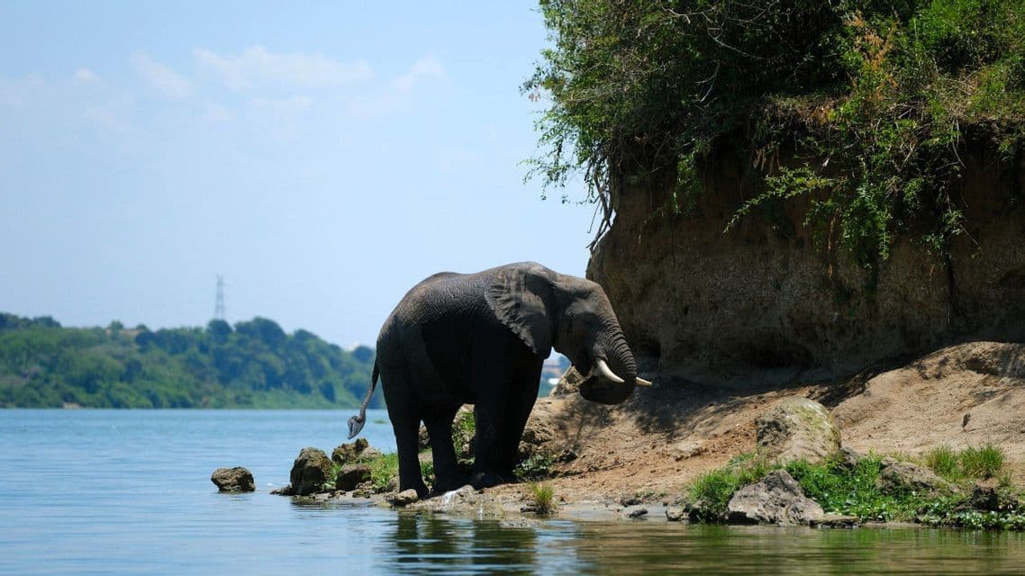 Ein afrikanischer Elefant steht am Flussufer am Wasser, neben einer steilen, bewachsenen Klippe unter klarem blauem Himmel.