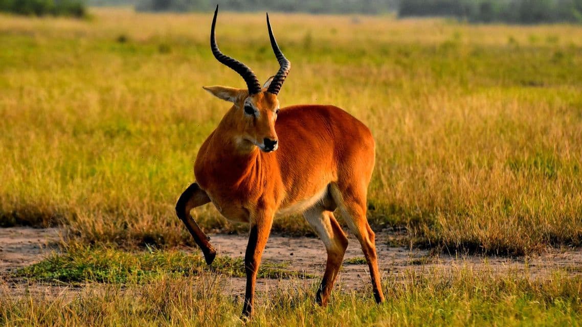 Eine rotbraune Kob-Antilope mit langen, geschwungenen Hörnern steht aufmerksam in einer grasigen, sonnigen Savanne.