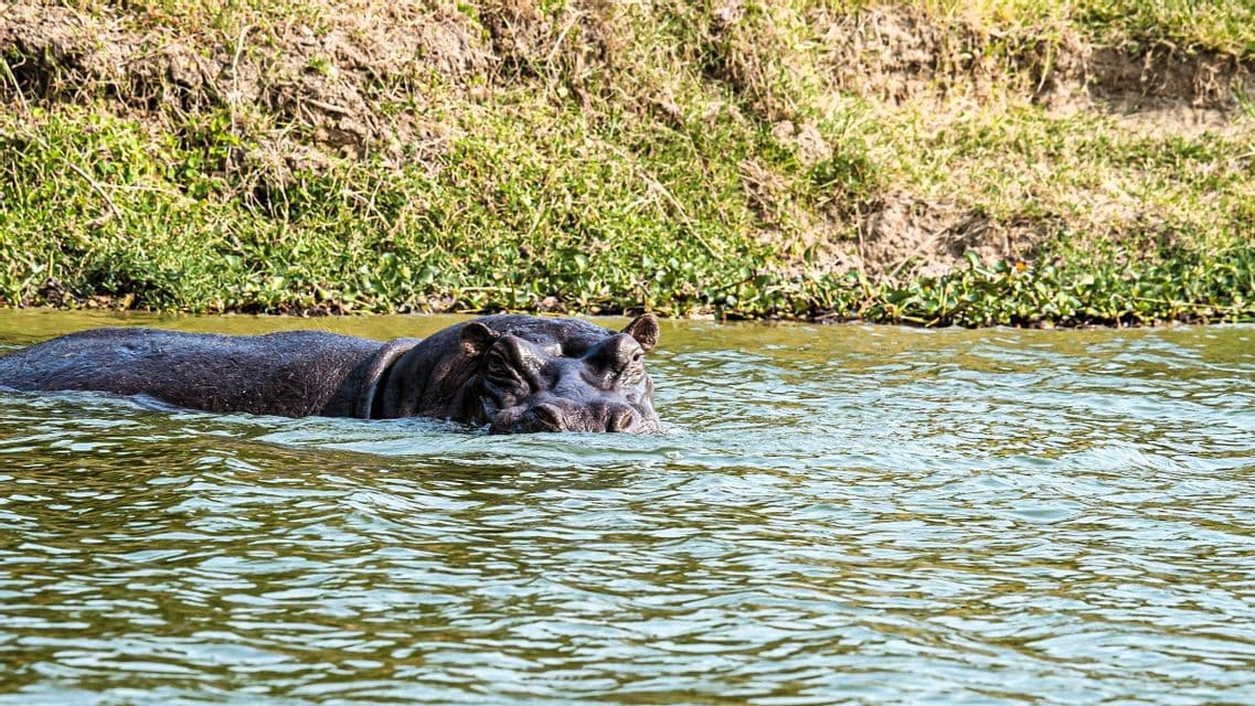 Ein Flusspferd ist teilweise im Fluss untergetaucht und schwimmt nahe einem sonnigen, grasbewachsenen Ufer.