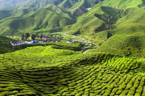 A wide view of rolling green hills covered in terraced tea plantations with a small village nestled in the valley.