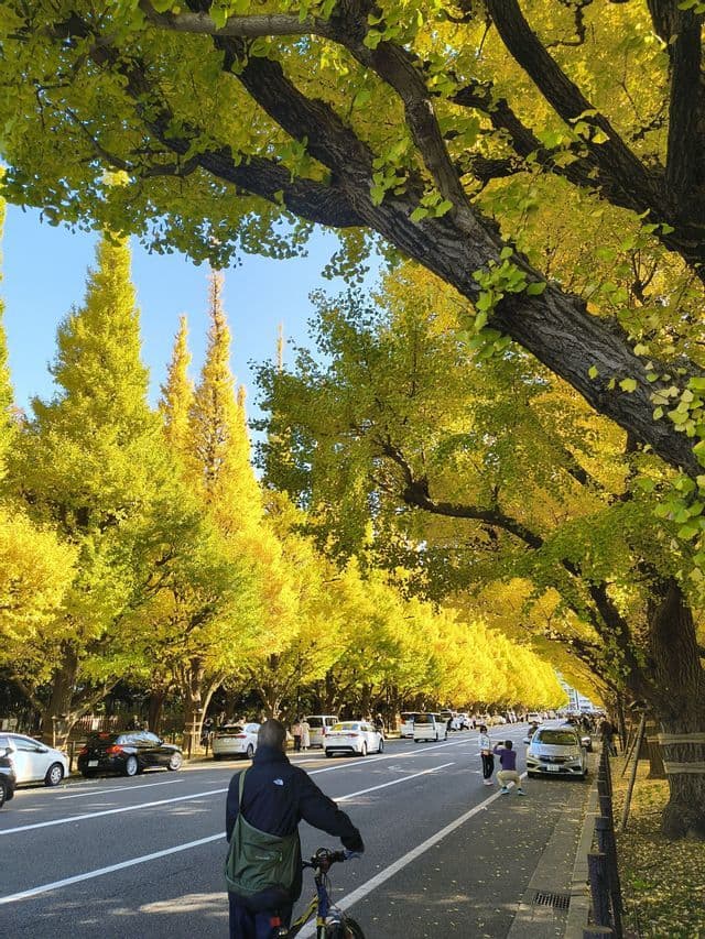 Un'ampia strada alberata con alti alberi dalle foglie gialle in autunno, con persone che passeggiano e auto parcheggiate a lato.