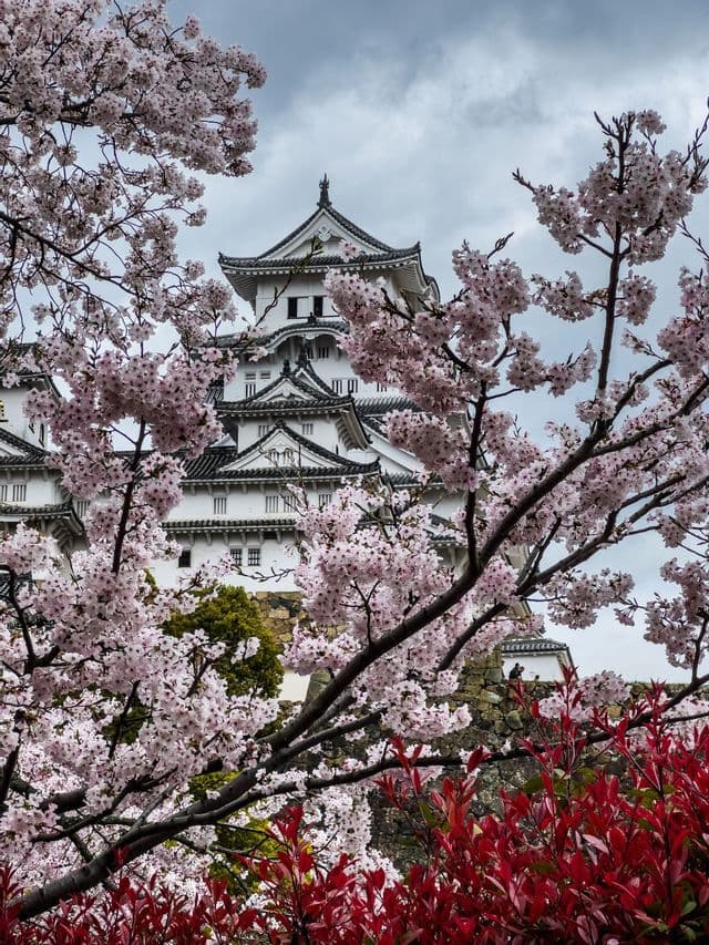 Un tradizionale castello giapponese bianco dai tetti di tegole scure, incorniciato da ciliegi in fiore rosa e foglie rosse, sotto un cielo nuvoloso.