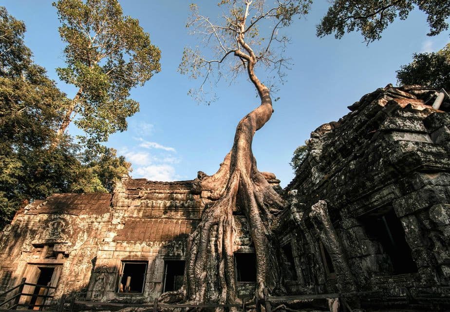 Da un'angolazione bassa, un albero imponente con radici tentacolari avvolge un antico tempio di pietra sotto un cielo azzurro e limpido.