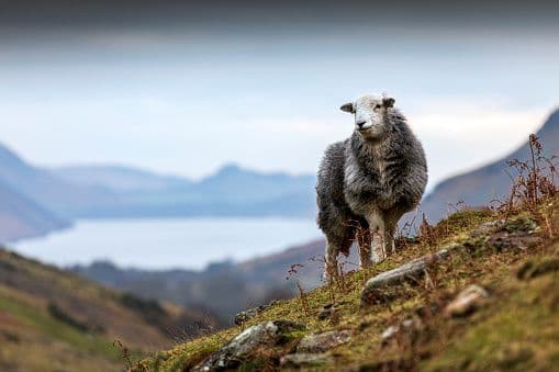 A shaggy grey sheep with a white face stands on a grassy hillside overlooking a lake and mountains in the background.