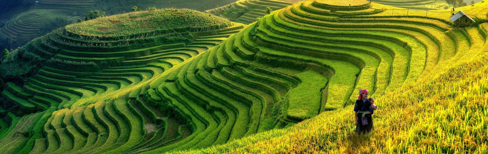 Eine Frau in traditioneller Kleidung, die ein Baby trägt, geht durch sonnenbeschienene, terrassierte Reisfelder an einem Hang.
