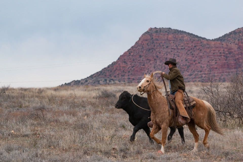 Un cowboy a cavallo raduna un toro nero con una corda in un campo erboso, con una butte di roccia rossa sullo sfondo.