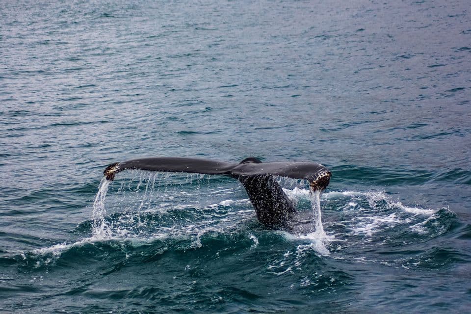 Une grande queue de baleine, l'eau ruisselant de sa nageoire caudale alors qu'elle plonge dans l'océan bleu et ondulant.