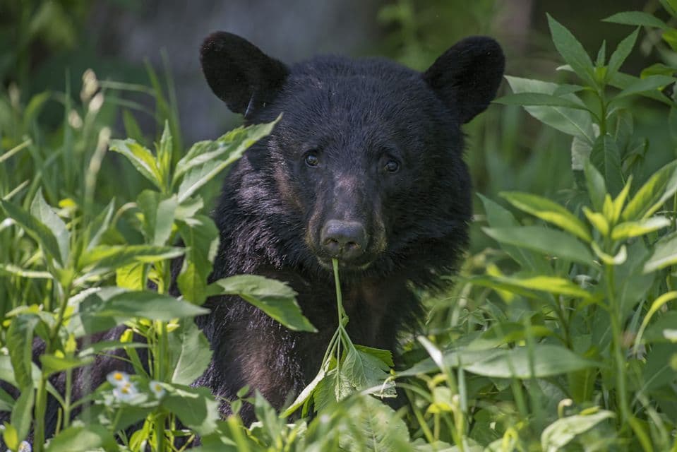 Un jeune ours noir portant une étiquette à l'oreille est assis au milieu de hautes plantes vertes, mangeant une tige feuillue.